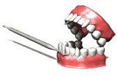 مجلة تقويم الأسنان: Dental Anatomy Coloring Book