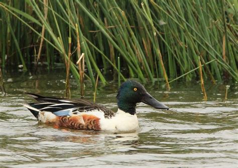 Rutland Water Nature Reserve - Discover Rutland