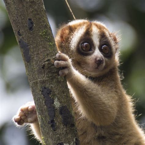 The Truth Behind the Slow Loris Pet Trade | International Animal Rescue