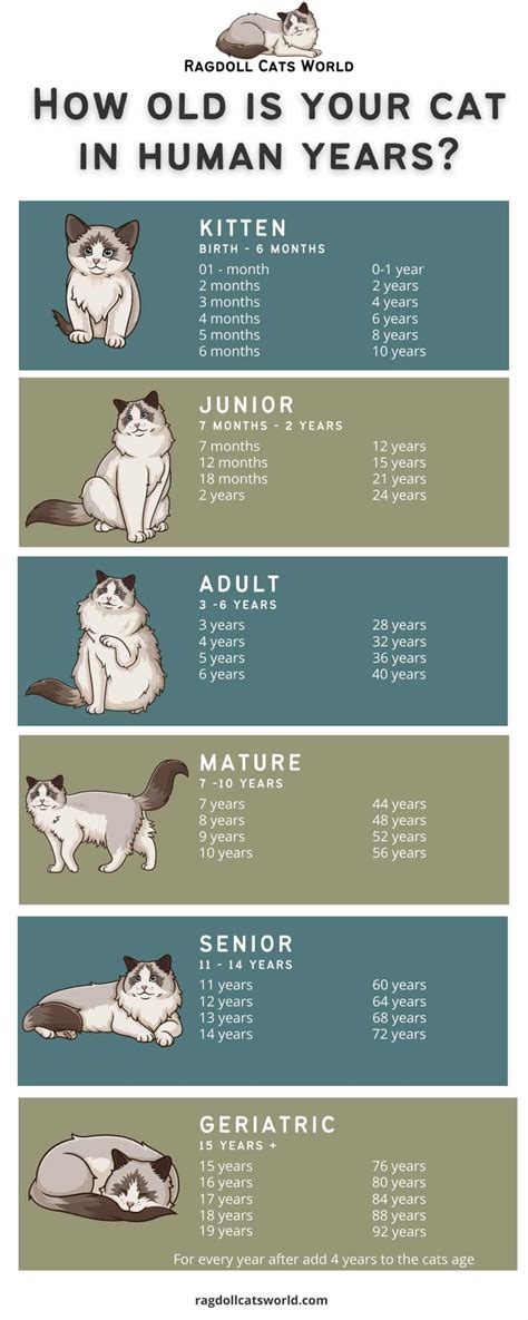 Cat Years to Human Years Age Chart - Ragdoll Cats World