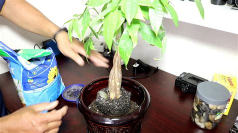 My Money Tree Plant -Re-potting, Pruning and Transplant - Herbal Plant Power