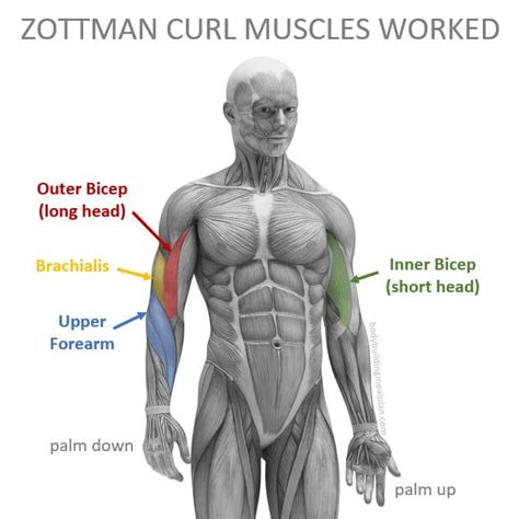 How To Do A Zottman Curl To Build Bicep Peak & Width In One Movement