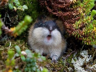 Lemmings - Description, Habitats, Lifestyle and Types