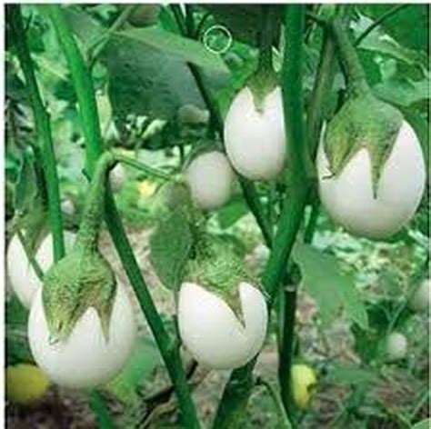 Ornamental Eggplant- (Solanum Melongena Golden Eggs) - 50 seeds - Seeds