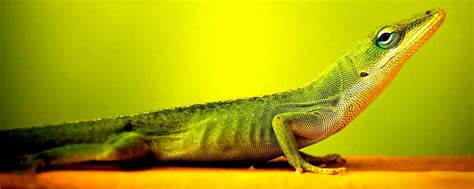 Lizard Facts and Information for Kids • KidsKonnect