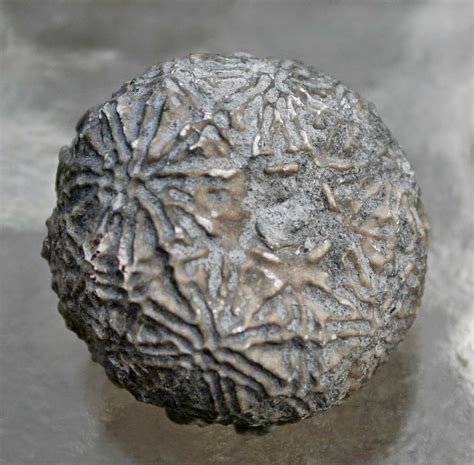 Louisville Fossils and Beyond: Dolatocrinus triangulatus? Crinoid Calyx Fossil