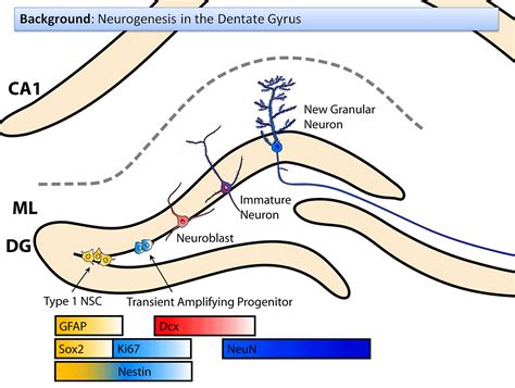 Dentate Gyrus; Dentate Fascia; Fascia Dentata; Gyrus Dentatus