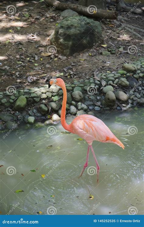 Pink Flamingo in Nature Habitat. Stock Image - Image of caribbean ...