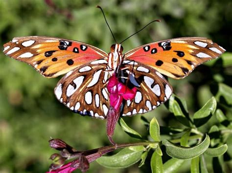 Butterfly Identification Guide: 27 Types of Butterflies (With Photos ...