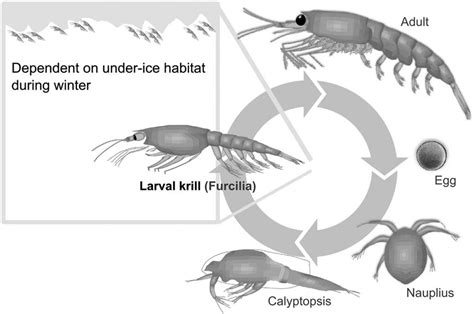 Simplified krill life cycle illustrating the importance of under ice... | Download Scientific ...