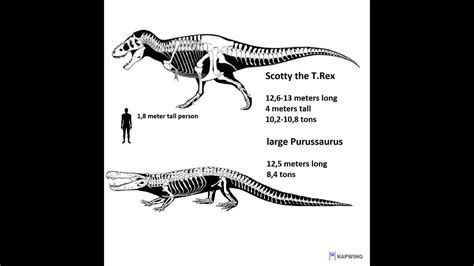 T.Rex and Purussaurus Brasiliensis size comparison - YouTube