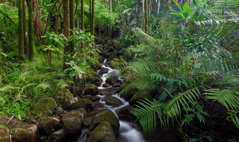 Scientists discover 308-million-year-old tropical forest in the Arctic ...