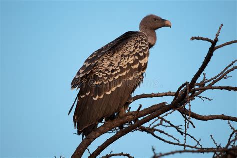 De Gier Kenia Oost-Afrika Van Ruppell Stock Foto - Image of roofvogel, afrika: 24404124