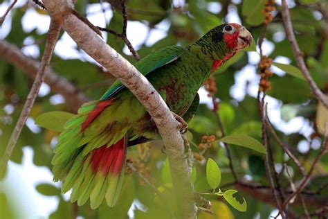 Wildlife of the Caribbean: A Major World Biodiversity Hotspot in need ...