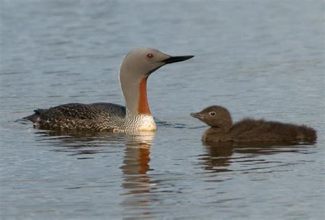 Red-throated Loon "Gavia stellata" | Boreal Songbird Initiative