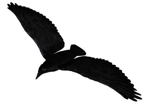 Common raven Flight - Raven Flying PNG Pic png download - 1024*724 ...