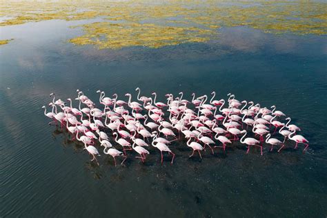 Incredible Aerial Photos of Flamingo Migration by Raj Mohan - Design Swan