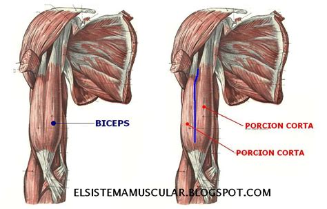 Sistema Muscular: Musculos del brazo