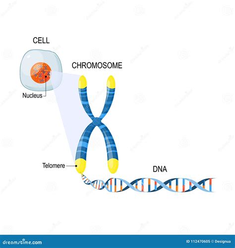 Telomere Or Chromosomes On Blue Science Background Stock Image ...