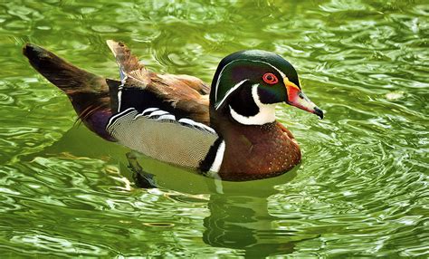 Wood Duck. Zoo Miami, Florida. | pedro lastra | Flickr