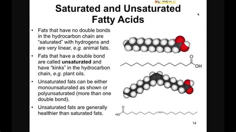 Structure and Function of Lipids - YouTube