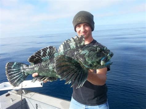 Monster Cabezon out of Channel Islands | Saltwater Fishing Forums