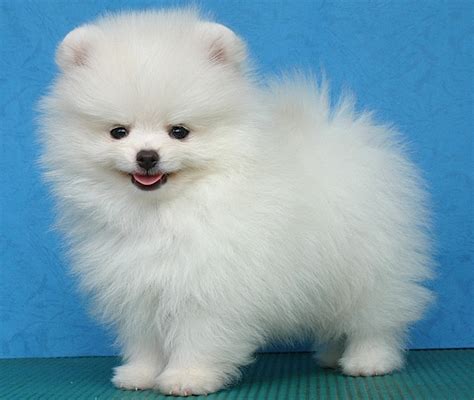 Huellas Caninas: El Pomerania