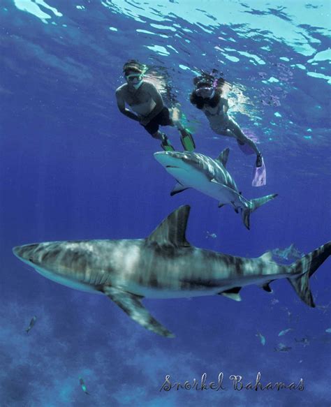 nassau-snorkeling-with-sharks - Jamaica Cruise Excursions