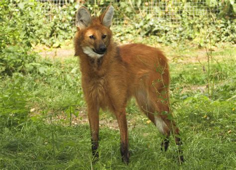 Maned Wolf Adoption - Shepreth Wildlife Park