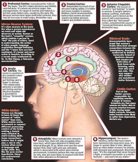 Part of brain responsible for anger