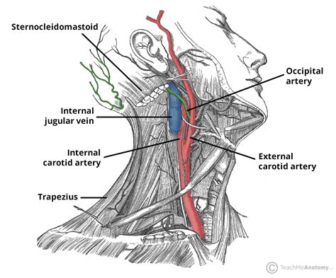 Occipital Artery - Course - Supply - TeachMeAnatomy