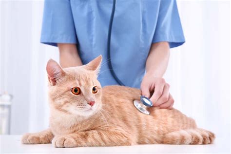 7 Common Cat Health Problems: What You Should Know to Protect Your Cat ...