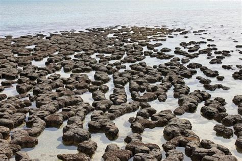 What is the Difference Between Stromatolites and Thrombolites | Compare the Difference Between ...