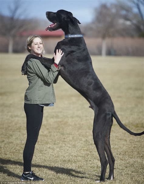 10 Biggest Dog Breeds In The World You'd Want To Own