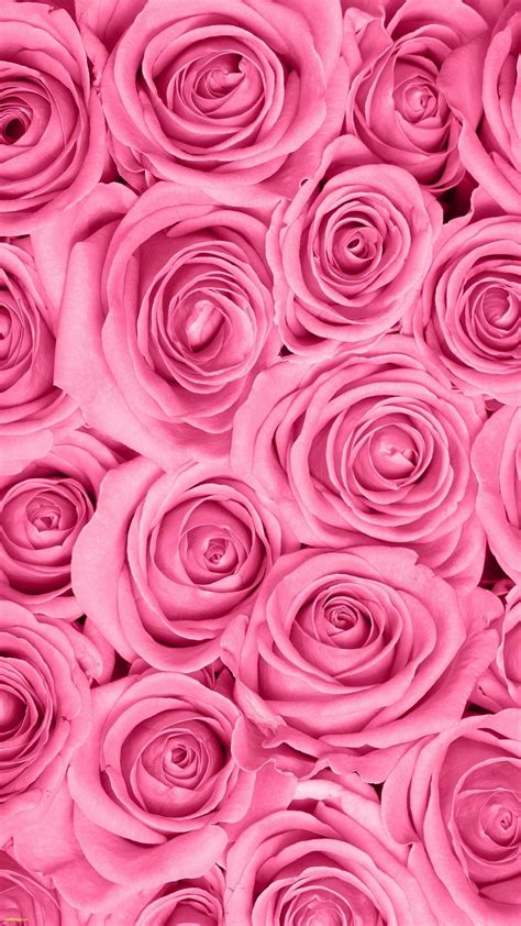 Pastel Pink Roses Wallpapers - 4k, HD Pastel Pink Roses Backgrounds on WallpaperBat