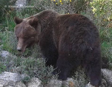 The reappearance of the Syrian Brown Bear in Lebanon | Society for the ...