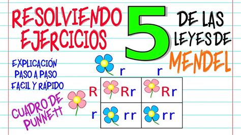 2 Ley De Mendel Ejercicios Resueltos - Dinami