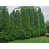 Cottage Gardens 1 Gal. Emerald Green Arborvitae Plant 13THU1EGR - The Home Depot
