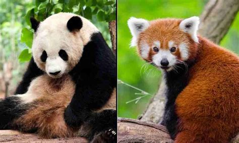 The 8 Similarities of Giant Pandas and Red Pandas (Explained!)