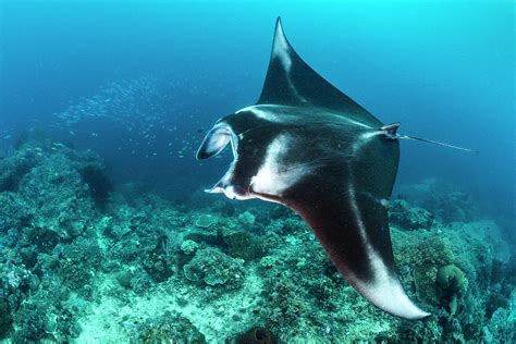 Reef Manta Ray Swimming Over A Coral Reef, Indonesia Photograph by Alex ...