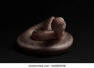 These Baby Ball Pythons Studio Stock Photo 1442850338 | Shutterstock