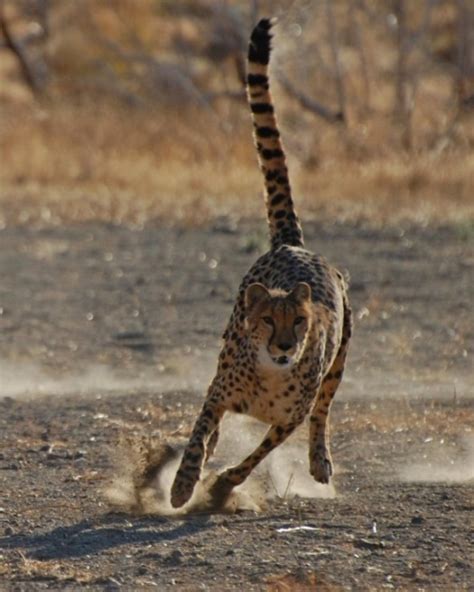 Animal Ark All American Cheetah Dash | Animal Ark Wildlife Sanctuary ...