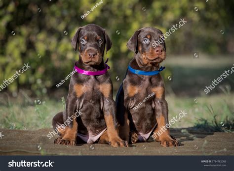 Two Young Brown Doberman Puppies Sit Stock Photo 1734782009 | Shutterstock