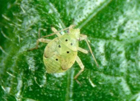 Managing the lygus bug in greenhouse crops | ontario.ca