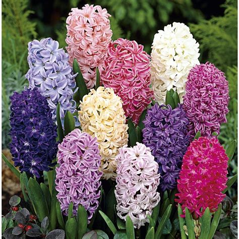 Plants, Seeds & Bulbs "20" Large to XL Mature WATER HYACINTH,POND PLANTS Yard, Garden & Outdoor ...