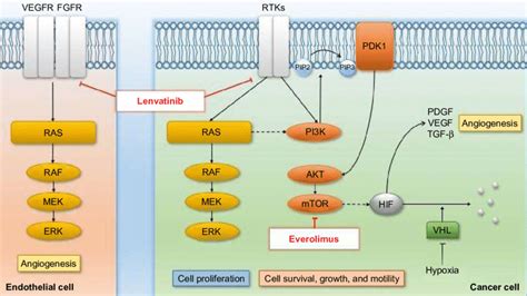 Mechanisms of action of lenvatinib and everolimus. Notes: Lenvatinib ...