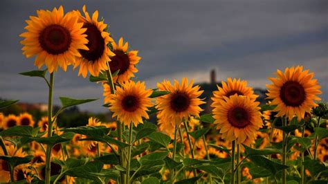 Download Sunflower Wallpaper | Sunflower wallpaper, Flower desktop ...