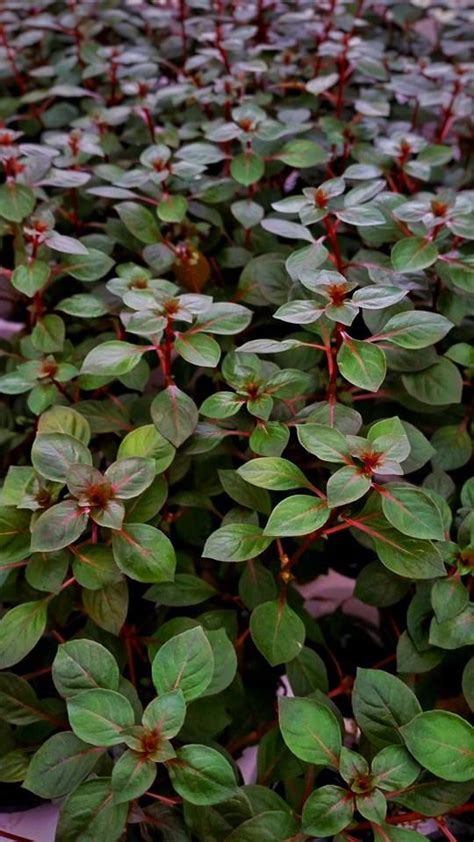 Ludwigia sp 'Mini Super Red' Freshwater Aquarium Plants, Tropical Fish Aquarium, Live Aquarium ...