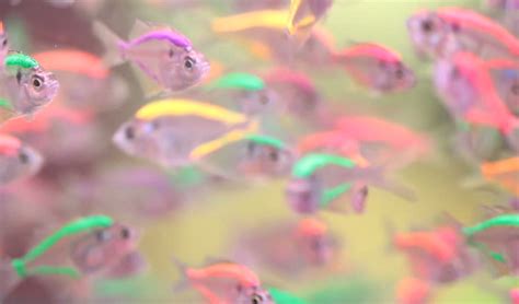 Neon Tetra Complete Care Guide, Breeding and Disease (2020)