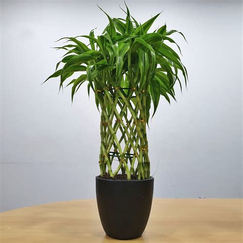 Buy Lucky Bamboo in Black Pot - Premium Indoor Plant (Large) - #P-941 ...